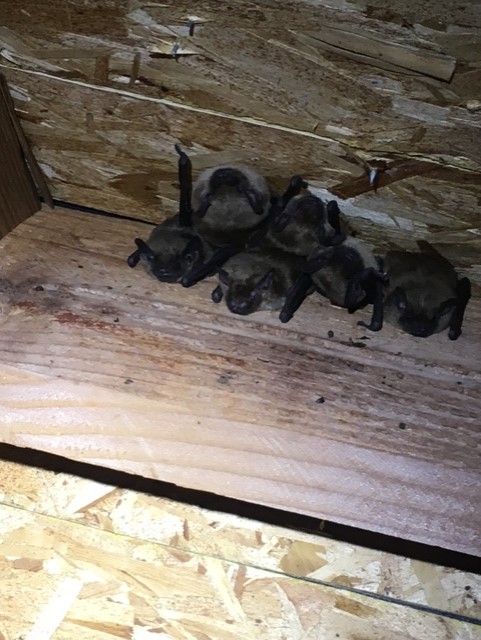 Bats roosting in attic